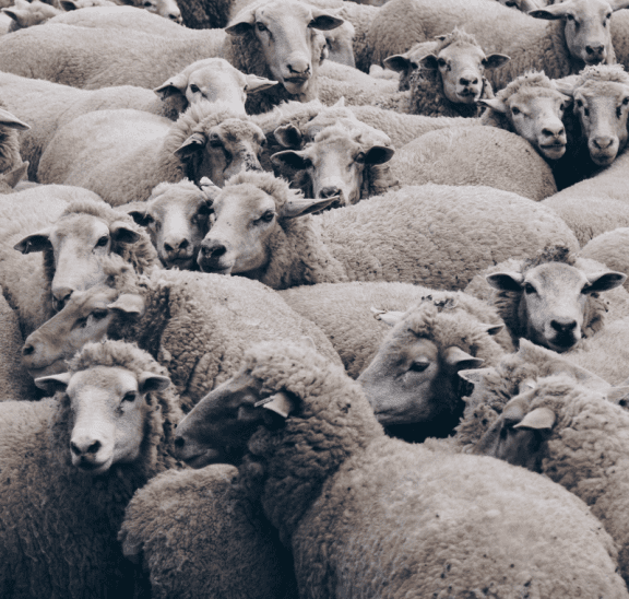 Flock of sheep representing how to form random teams. Photo credit: Christopher Bruns