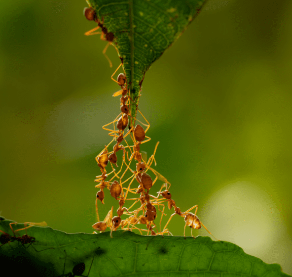 Ants climbing a leaf showing that politicis lives downstream from culture