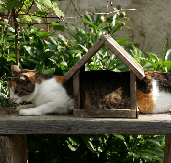 Draw a blank with cat stuck in bird feeder. Credit Taomas Tuma