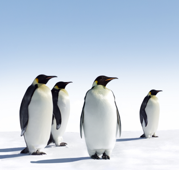 Icebreaker games for small groups of penguins