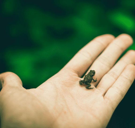 Frog in hand overview of experiential education