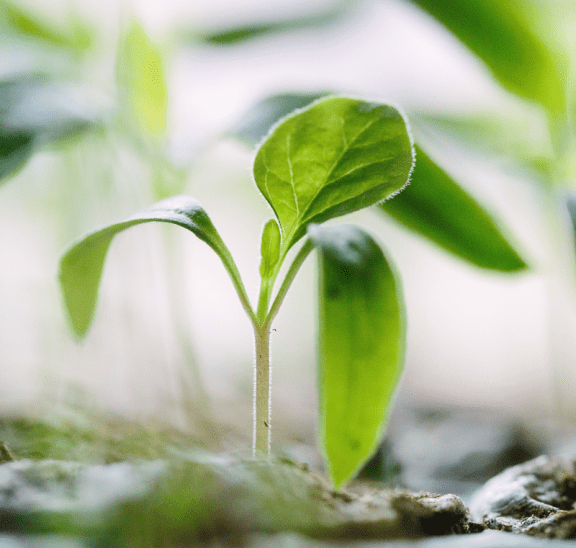 New functionality reflected in new green shoots. Phot credit: Francesco Gallarotti