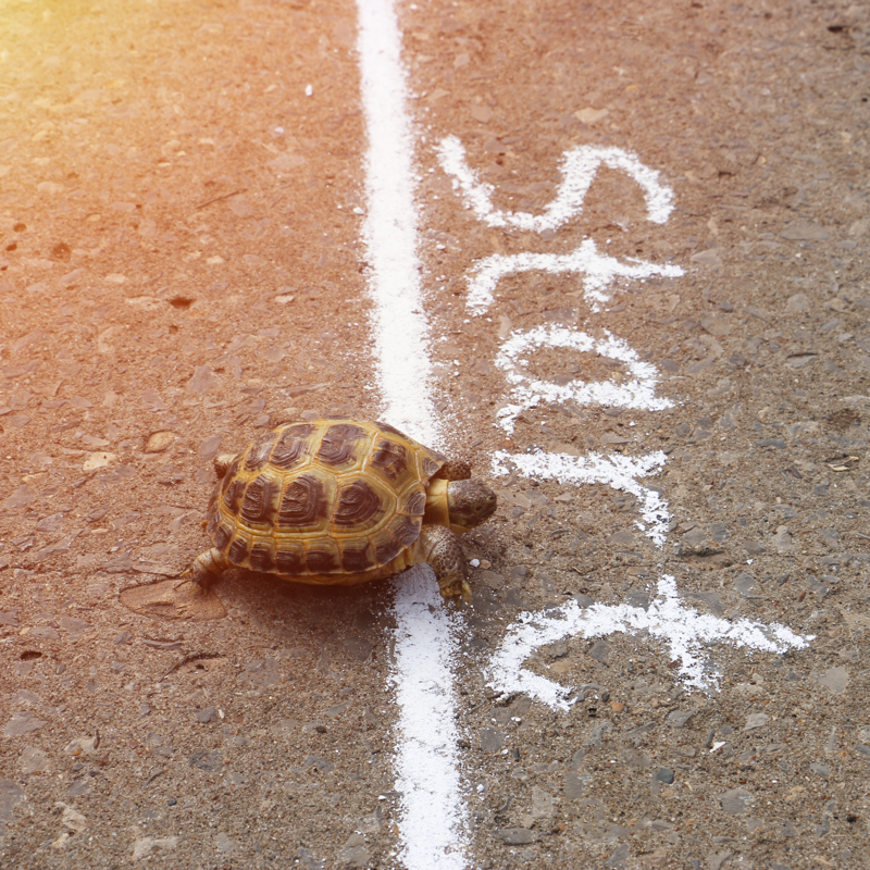 Turtle arriving slowly over start line