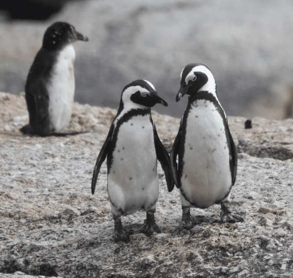 Two penguins standing side by side to illustrate how to form random pairs, ideal for games for 1, 2 or 3 people. Photo credit: Pam Ivey