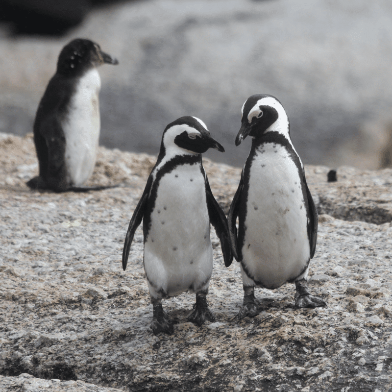 Two penguins standing side by side to illustrate how to form random pairs, ideal for games for 1, 2 or 3 people. Photo credit: Pam Ivey