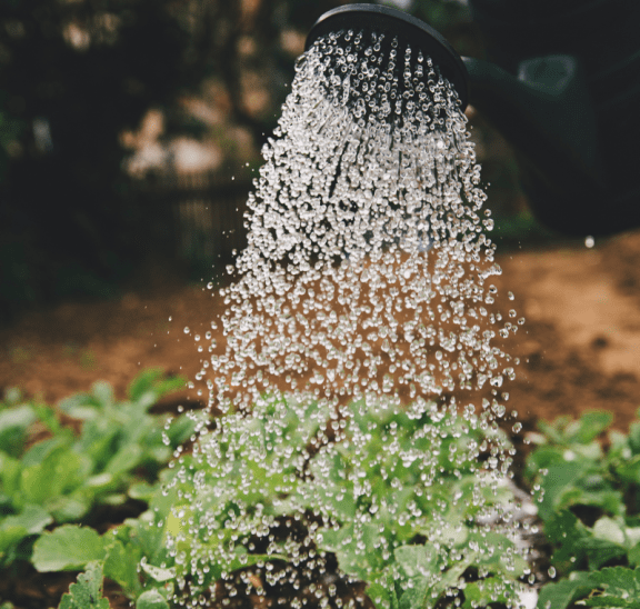 Watering plants doing work that matters. Credit Markus Spiske